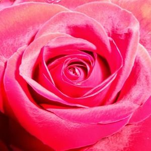 Meet your Posher, Kerrie